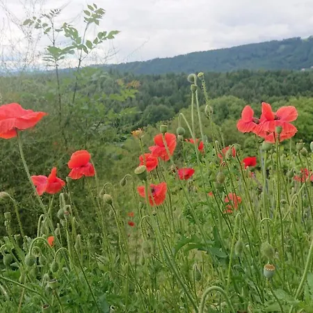 Gaestehaus Der Gamser Winzerstube Penzion Bad Gams