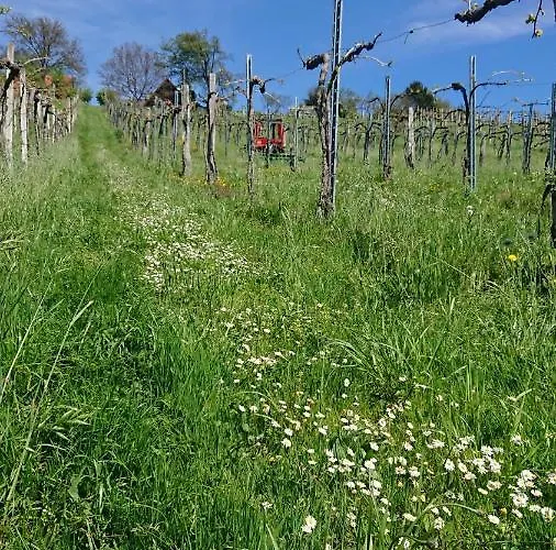 Penzion Gaestehaus Der Gamser Winzerstube Bad Gams