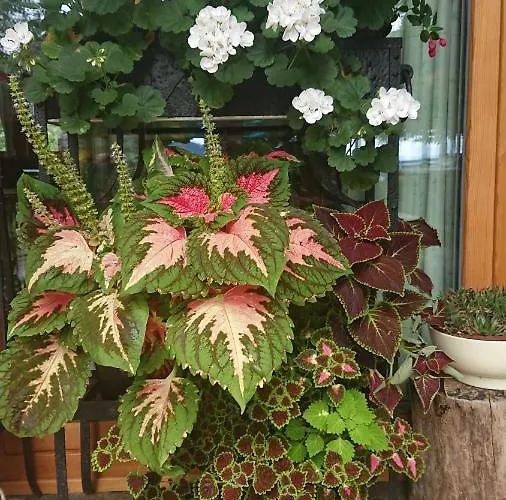 Gaestehaus Der Gamser Winzerstube Penzion