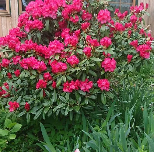 Gaestehaus Der Gamser Winzerstube Penzion